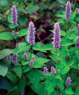 Anise-Hyssop seed Agastache foeniculum